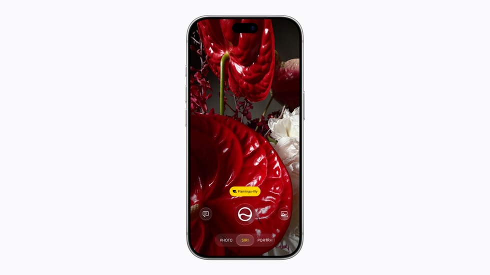 iPhone menampilkan aplikasi Kamera dalam Siri mode yang mengenali bunga sebagai Flamingo-lily